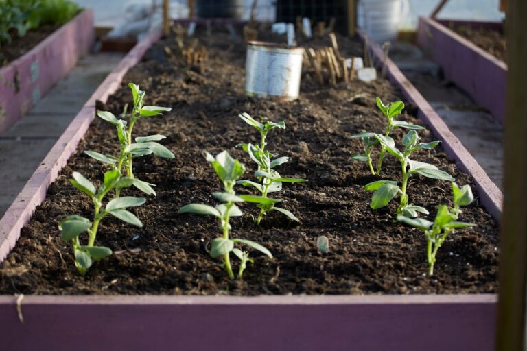 How Much Dirt to Fill a 4x8 Raised Bed (And How to Calculate Fill Dirt)